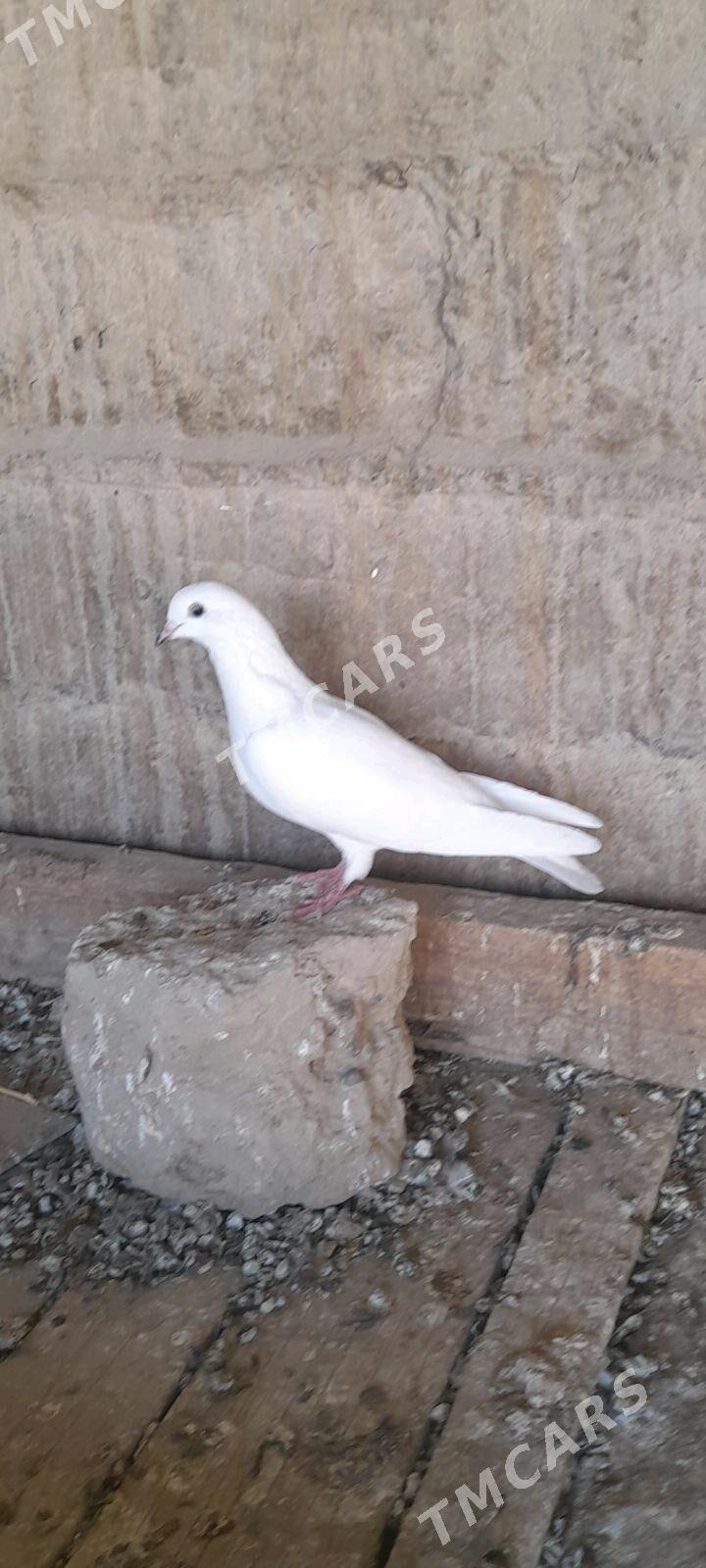 kepderi - Gyzylarbat - img 3