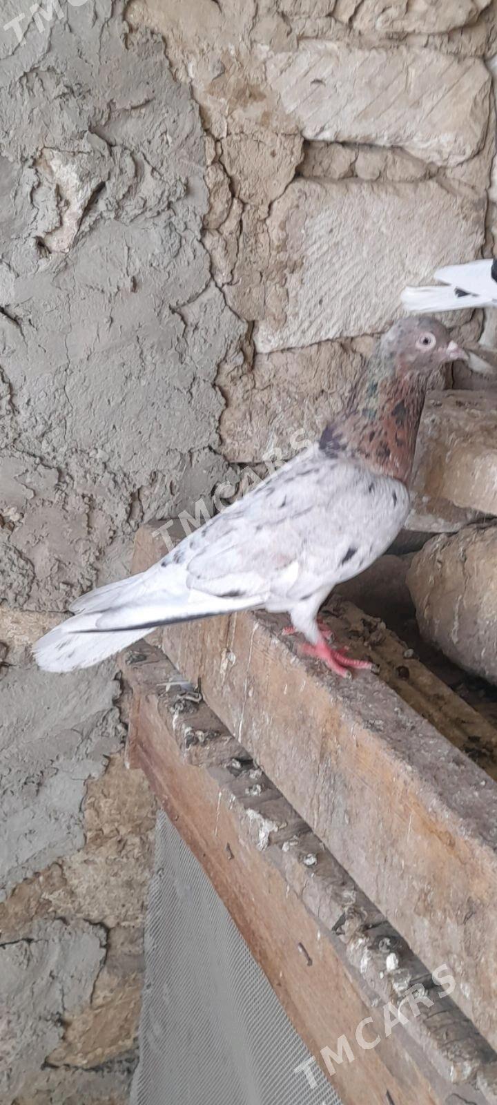 kepderi - Gyzylarbat - img 2