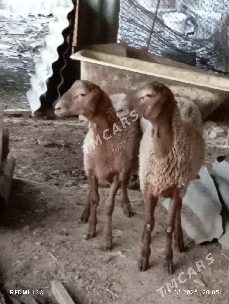 tokly goć gisar - Çoganly - img 2
