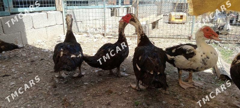 İNDUTGA HORAZLARY - Багир - img 6