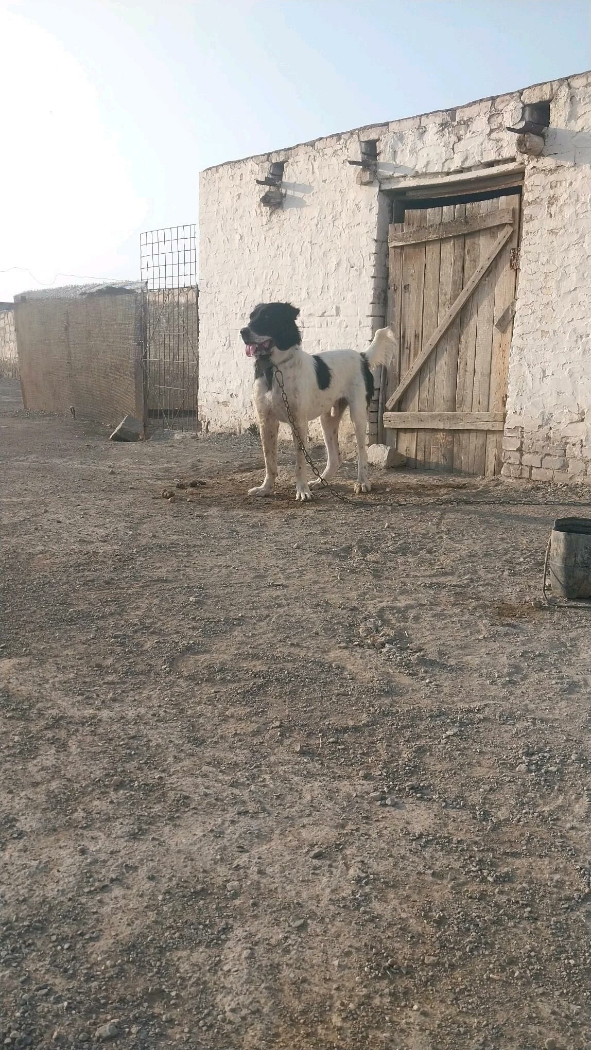 turkmen iti - Берекет - img 3