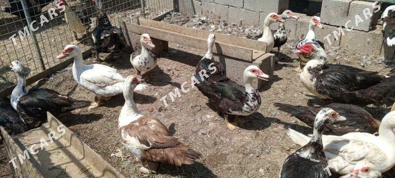 İNDUWKA  ÖRDEKLER - Bagyr - img 2