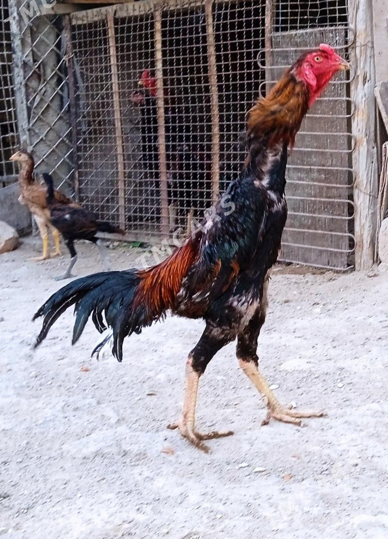 Özbek horaz - Balkanabat - img 2