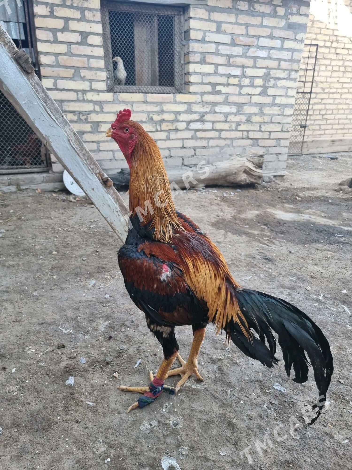 horaz - Türkmenabat - img 2