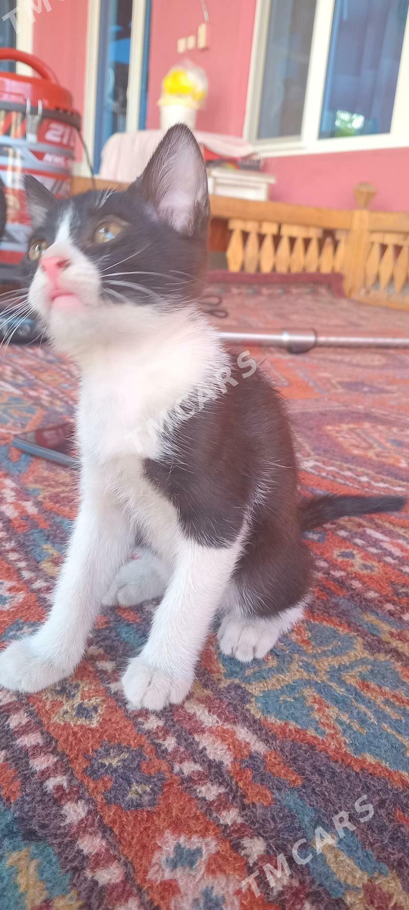 котята котята - Türkmenabat - img 2