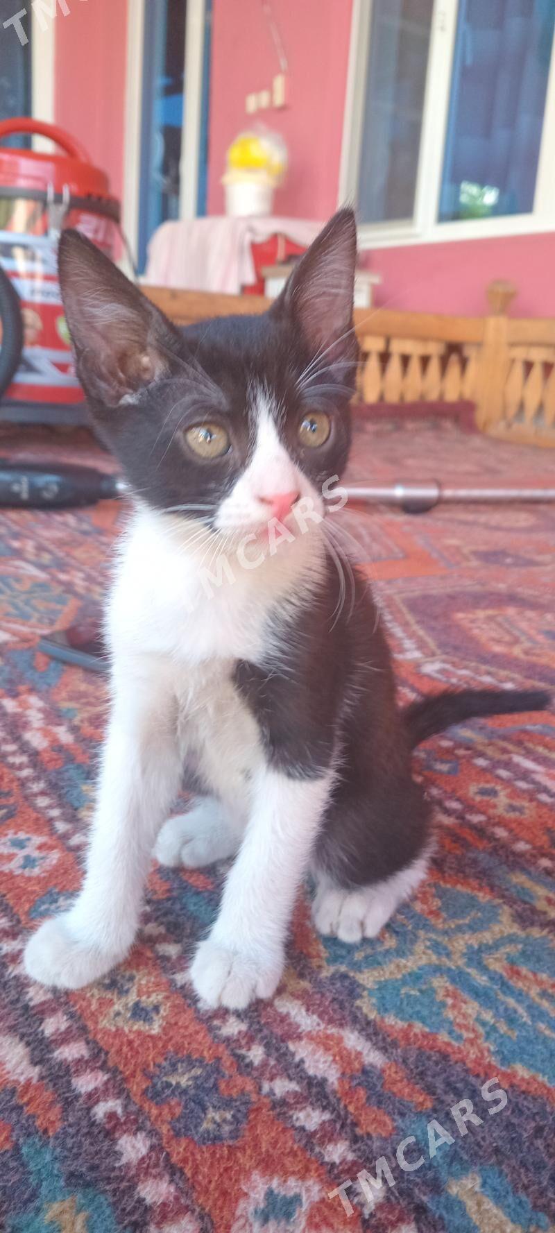 котята котята - Türkmenabat - img 3