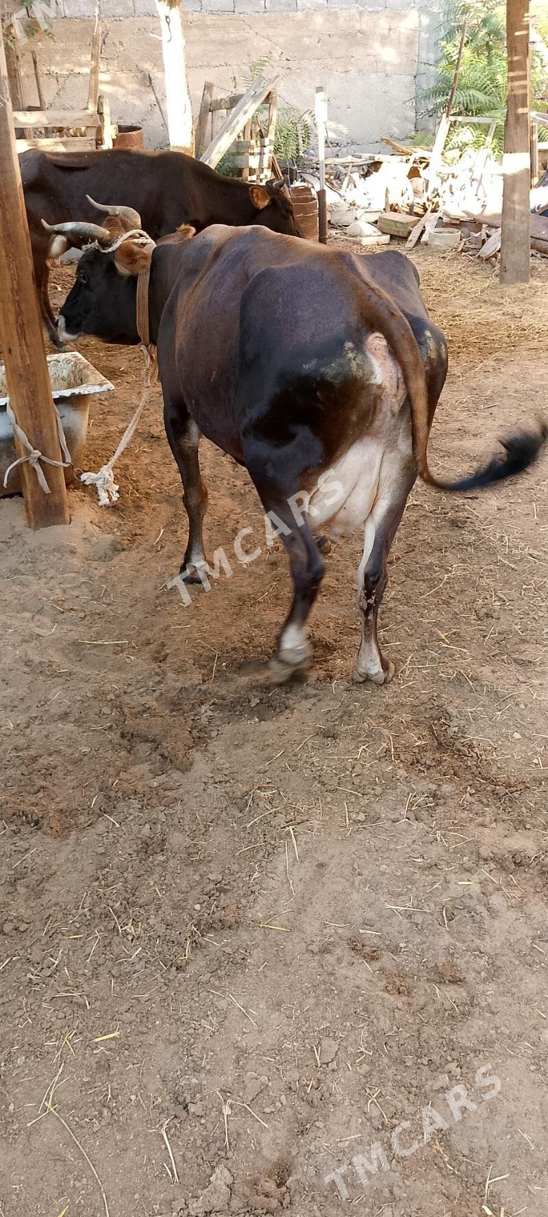 Göleli sygyr - Çoganly - img 3