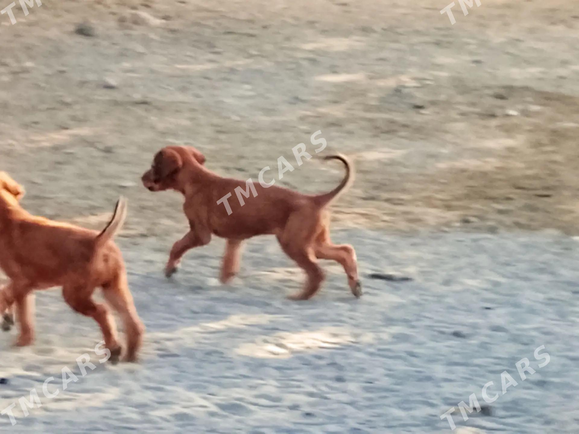 Tazy itler - Туркменабат - img 2