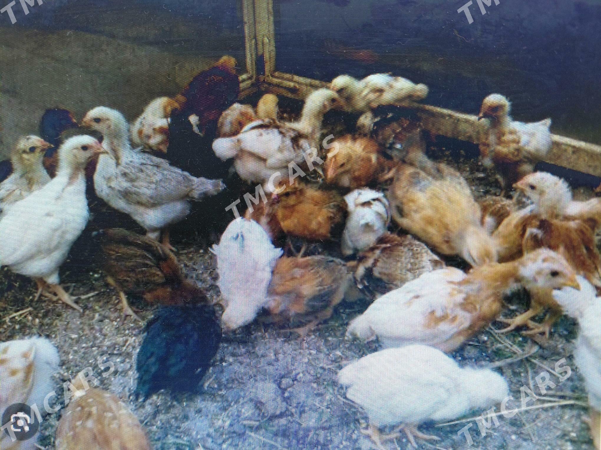 taşkent jüýjeler - Kaka - img 3