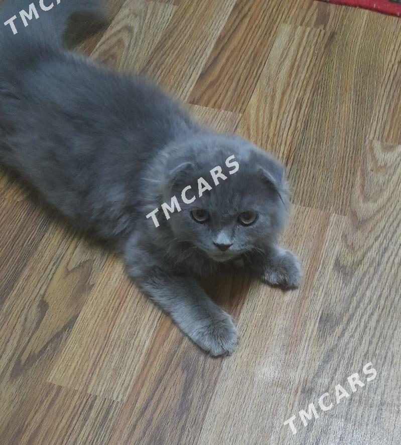 котёнок - Türkmenabat - img 3