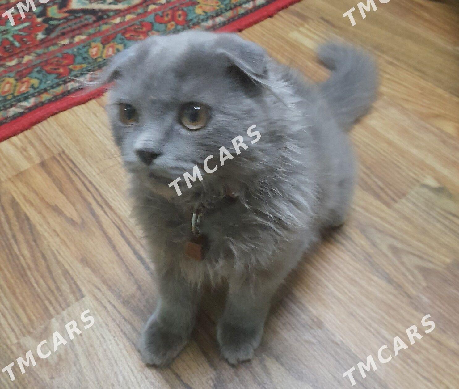 котёнок - Türkmenabat - img 2