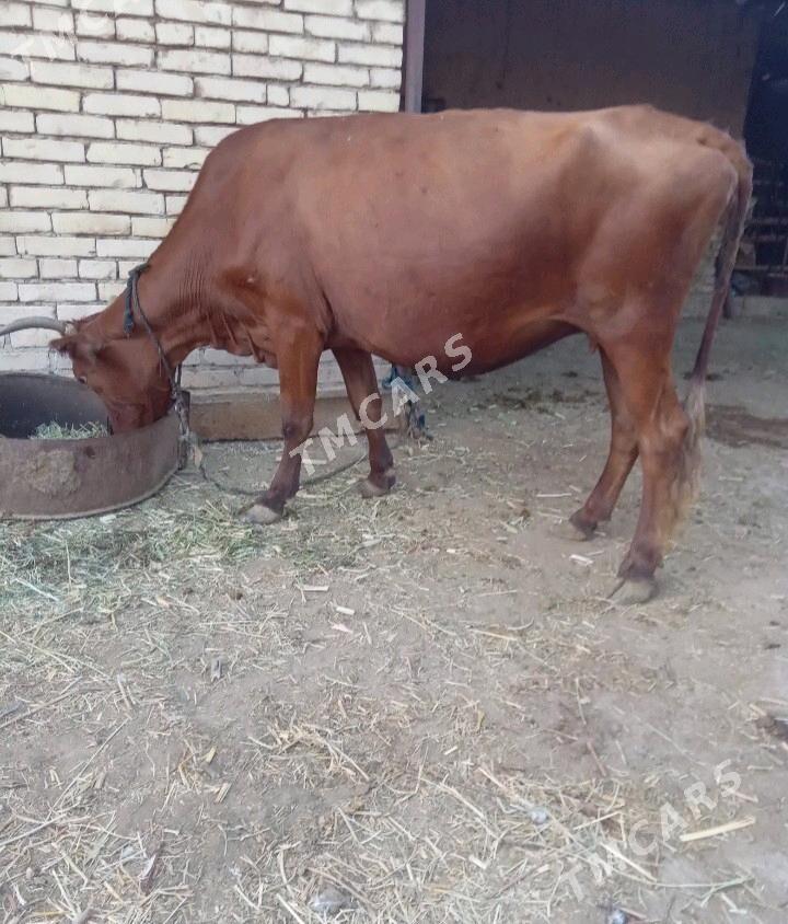 Bogaz sygyr - Baýramaly - img 3
