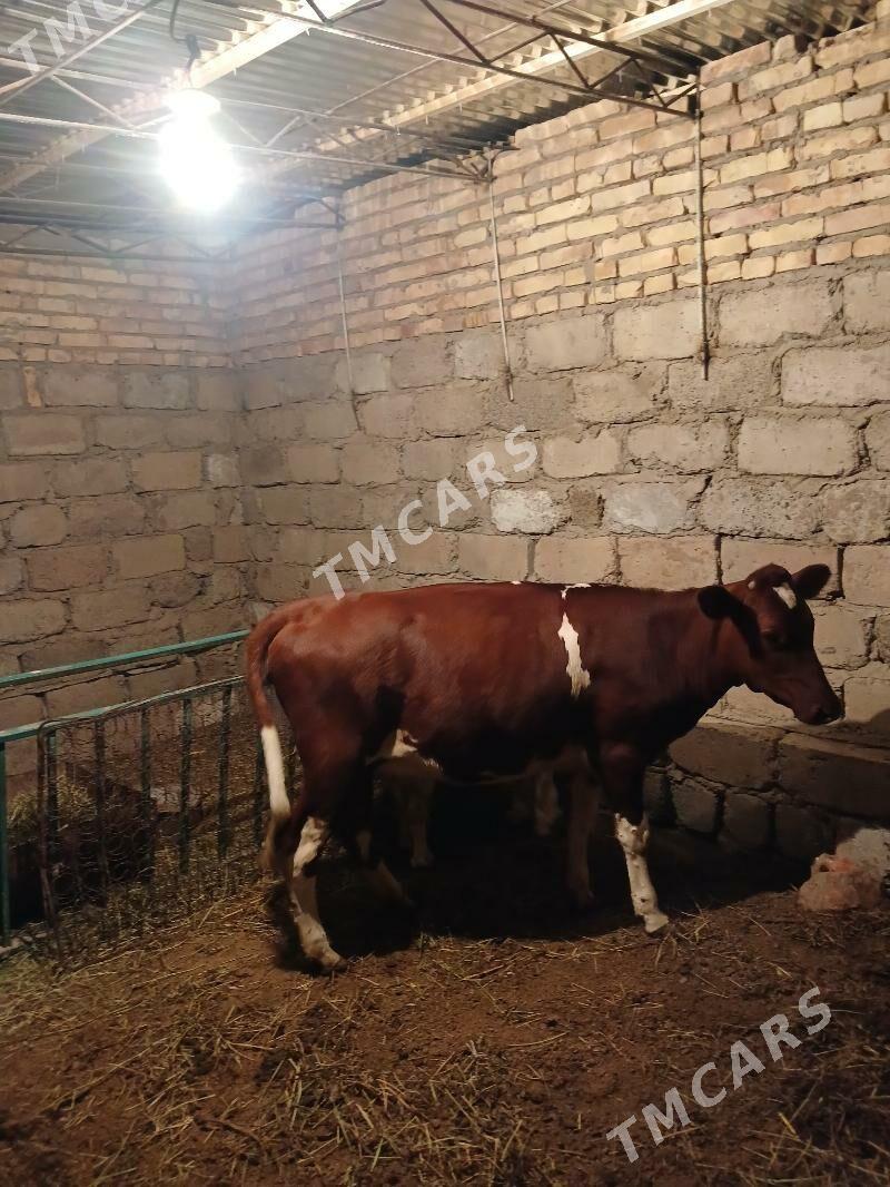 unajyn - Çärjew - img 3