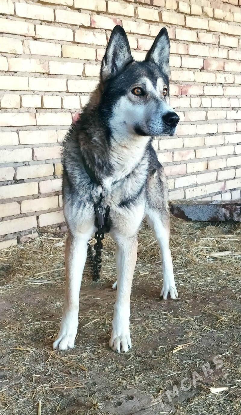 haski - Мары - img 2