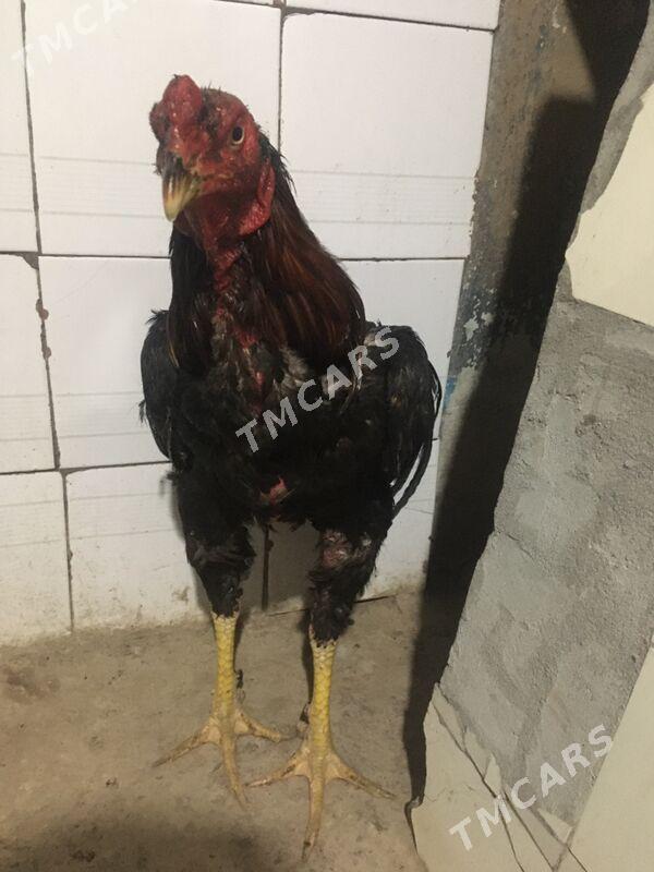 бойцовый - Türkmenabat - img 2