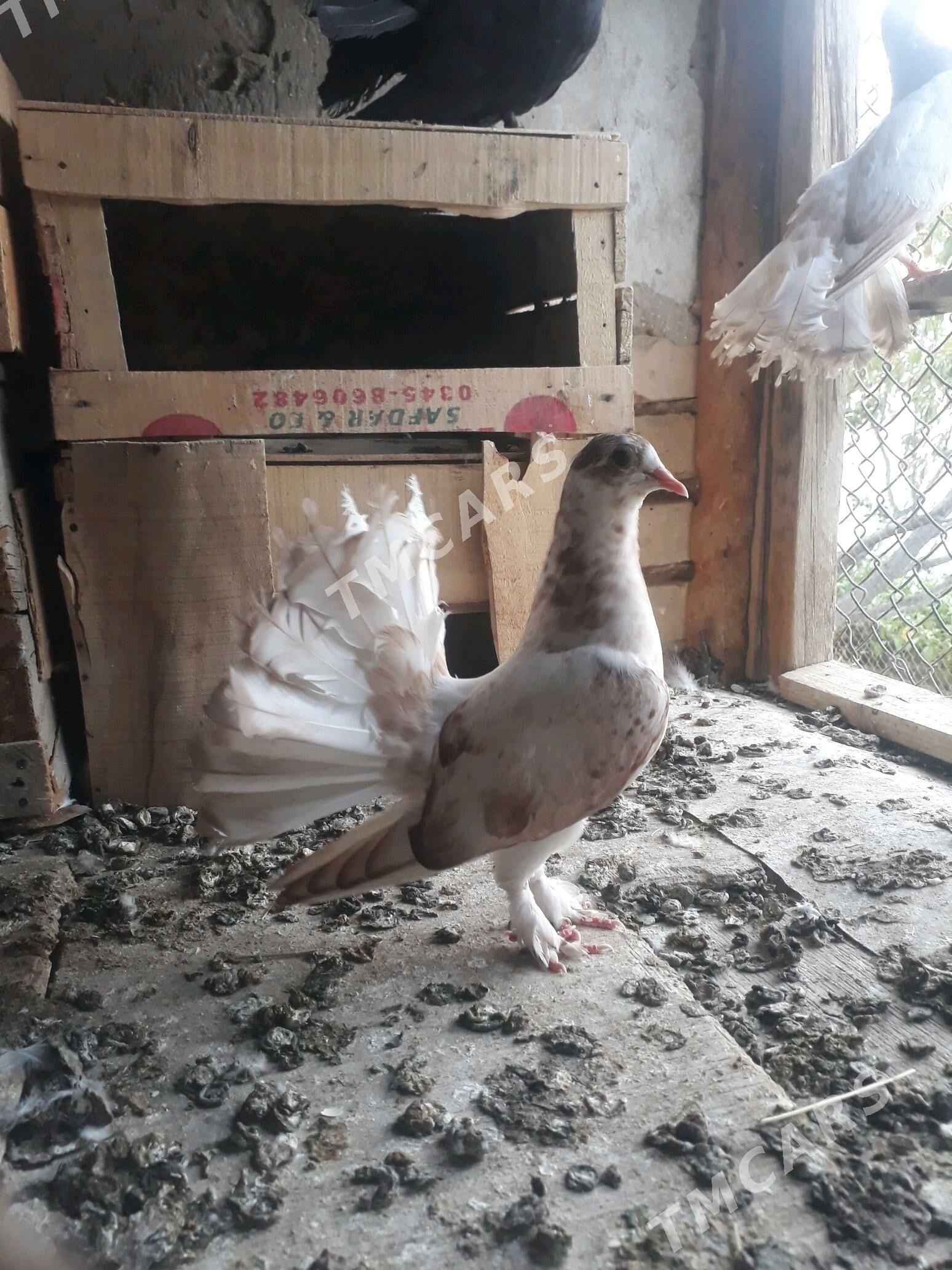pawlin kepderi - Gyzylarbat - img 2