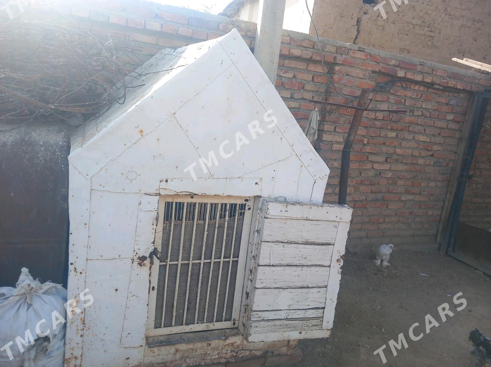 Ketek - Bereket - img 3