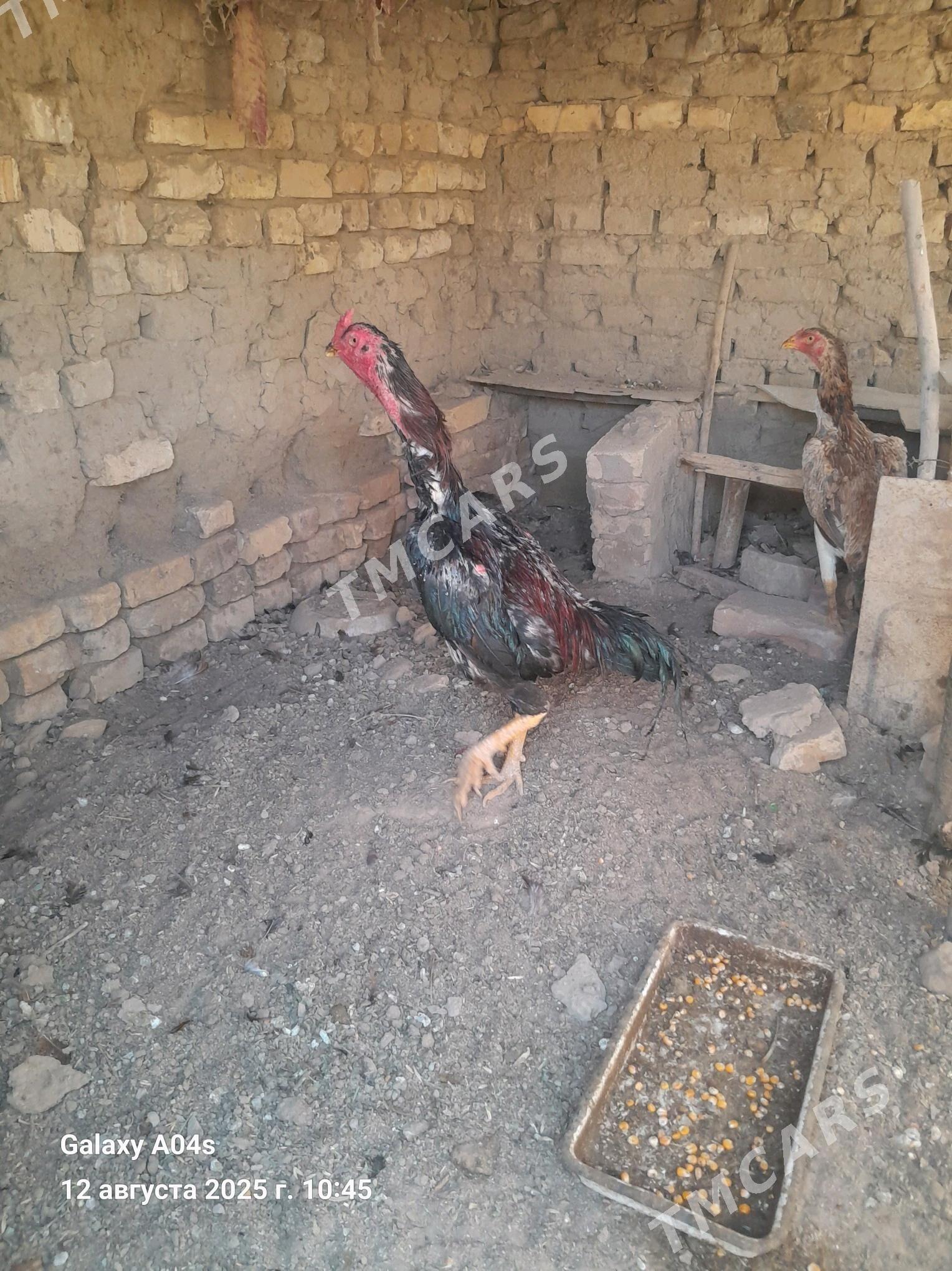 baysy - Baýramaly - img 3