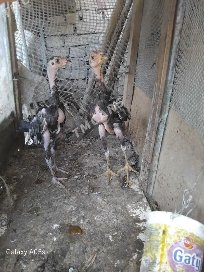 juje - Türkmenabat - img 3