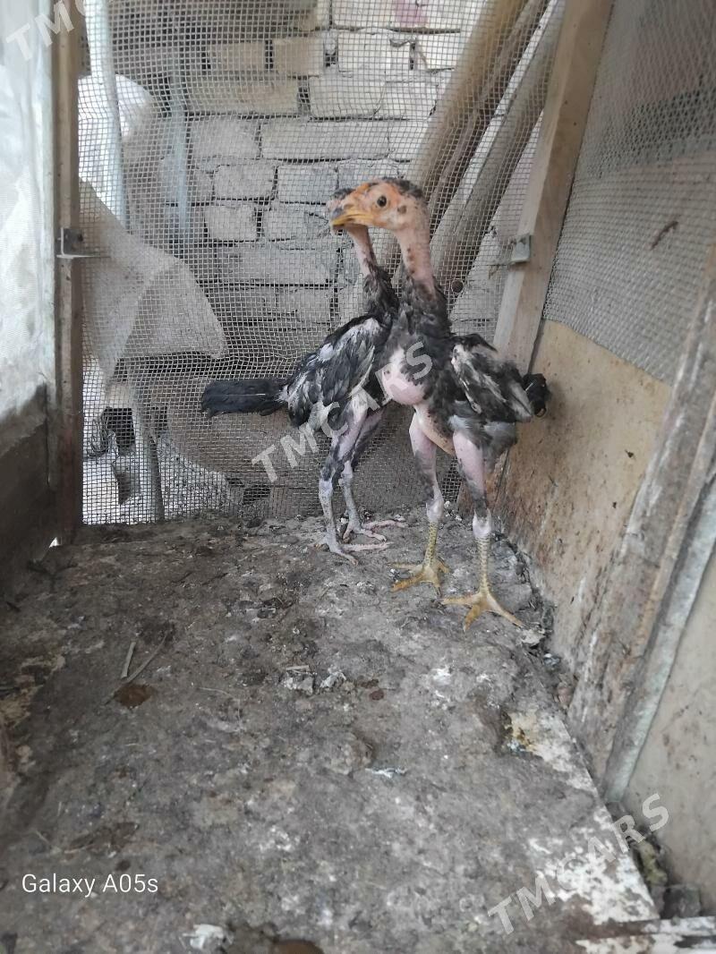 juje - Türkmenabat - img 2