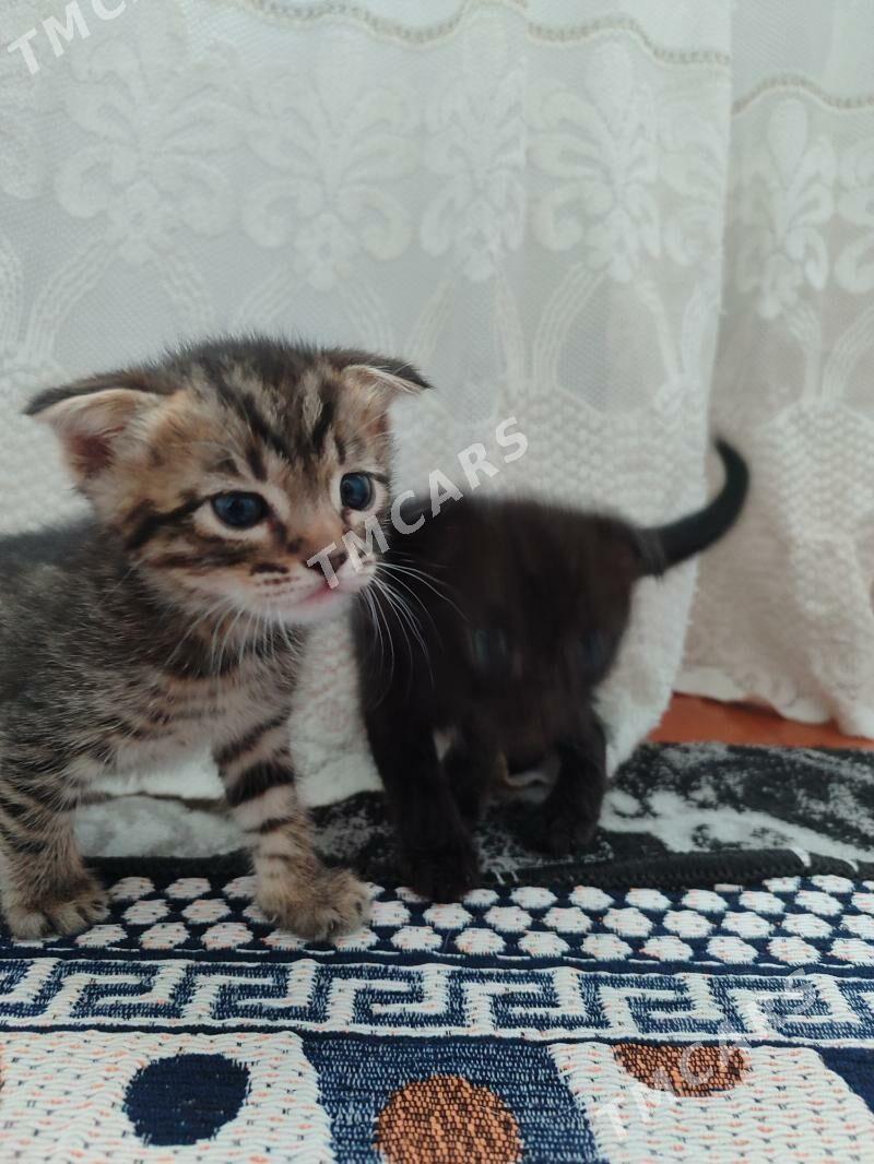 pisijekler - Türkmenbaşy - img 1