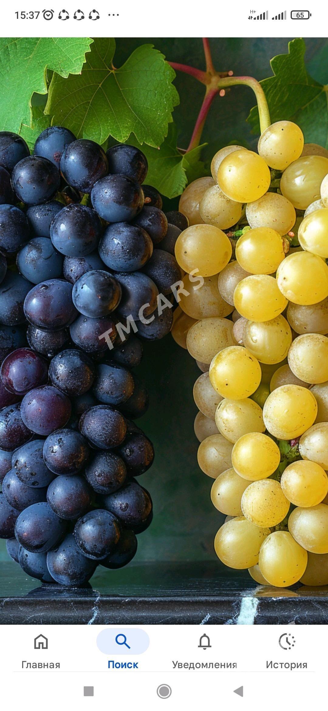 üzüm gekdar - Gökdepe - img 2