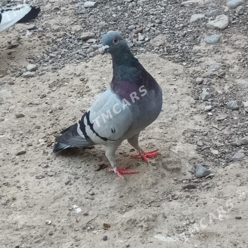Kepderi - Çoganly - img 5