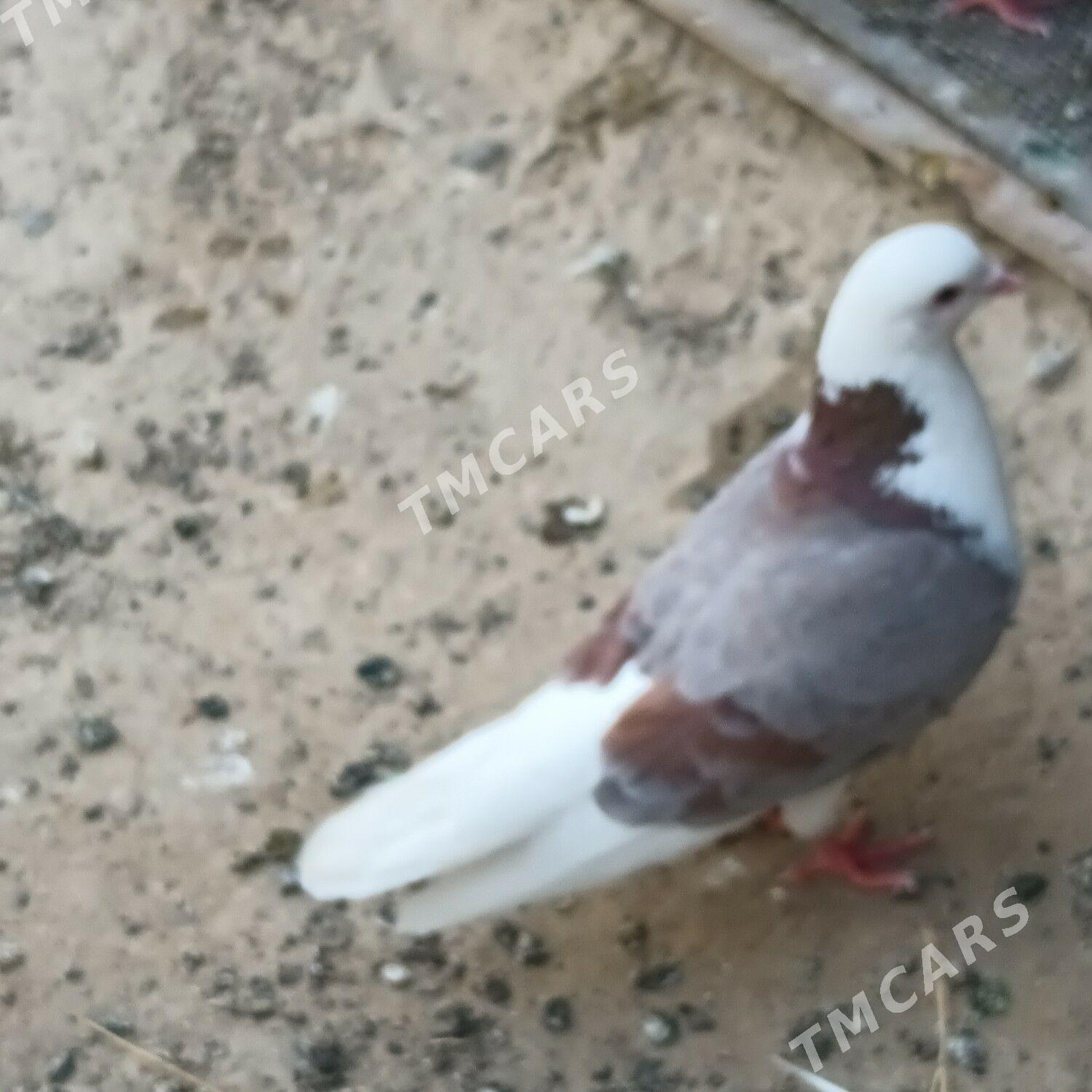 Kepderi - Çoganly - img 2