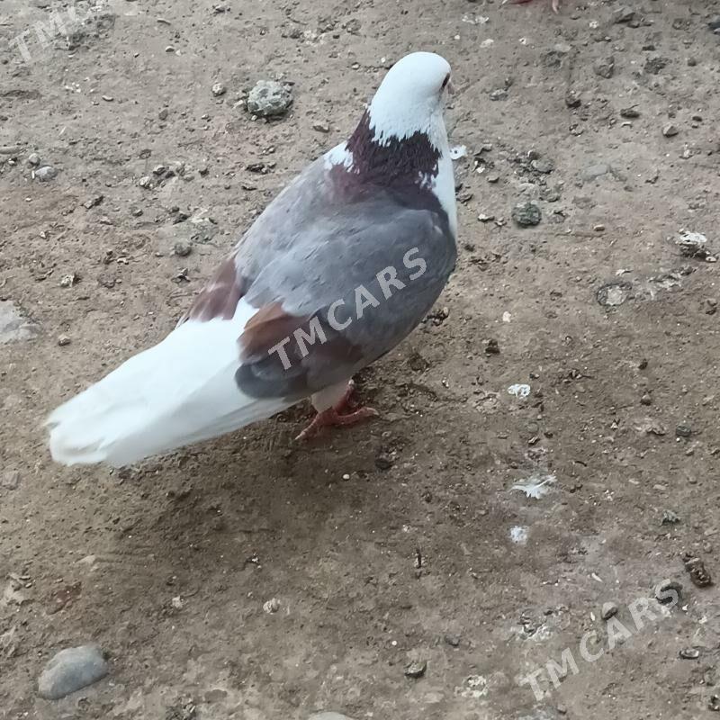 Kepderi - Çoganly - img 3