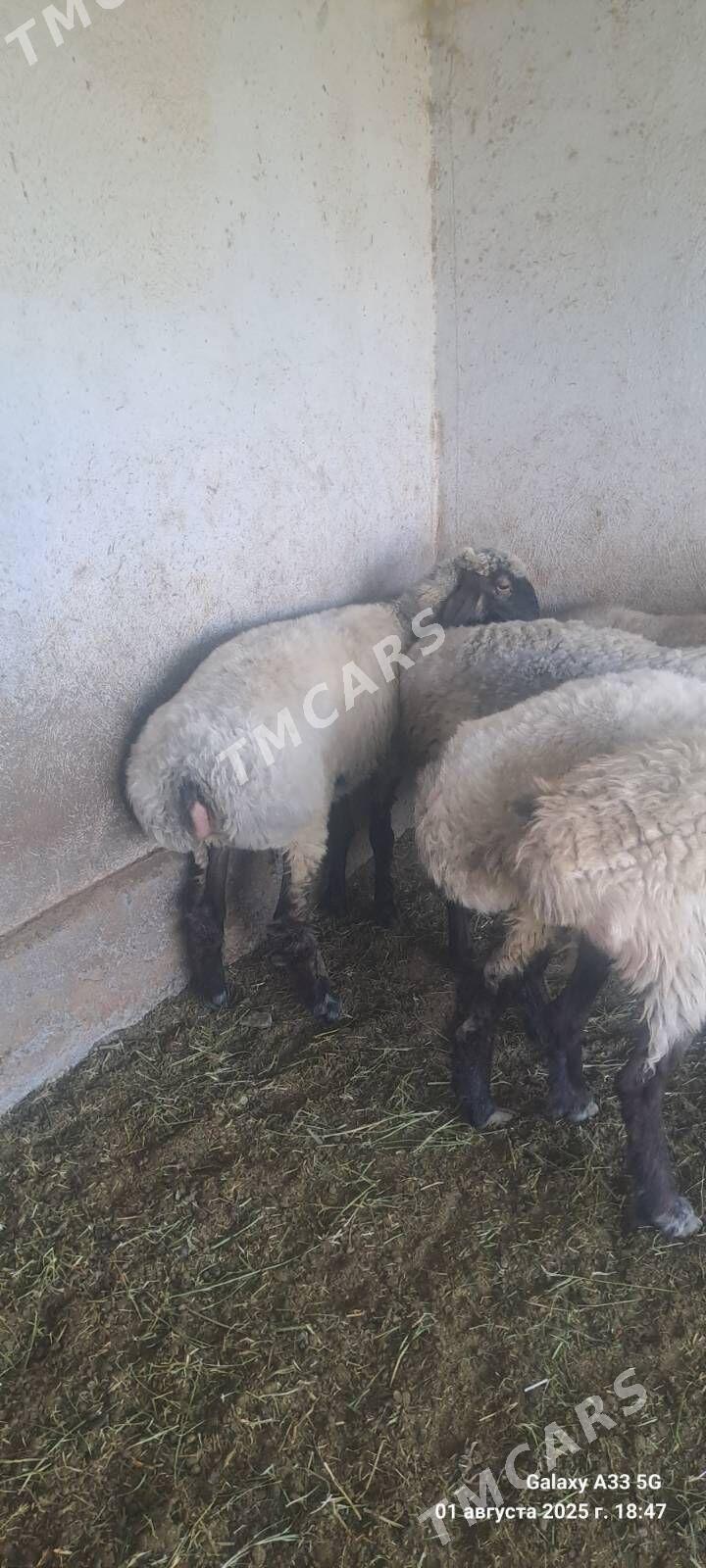 Satlyk işşek - Гёкдепе - img 2