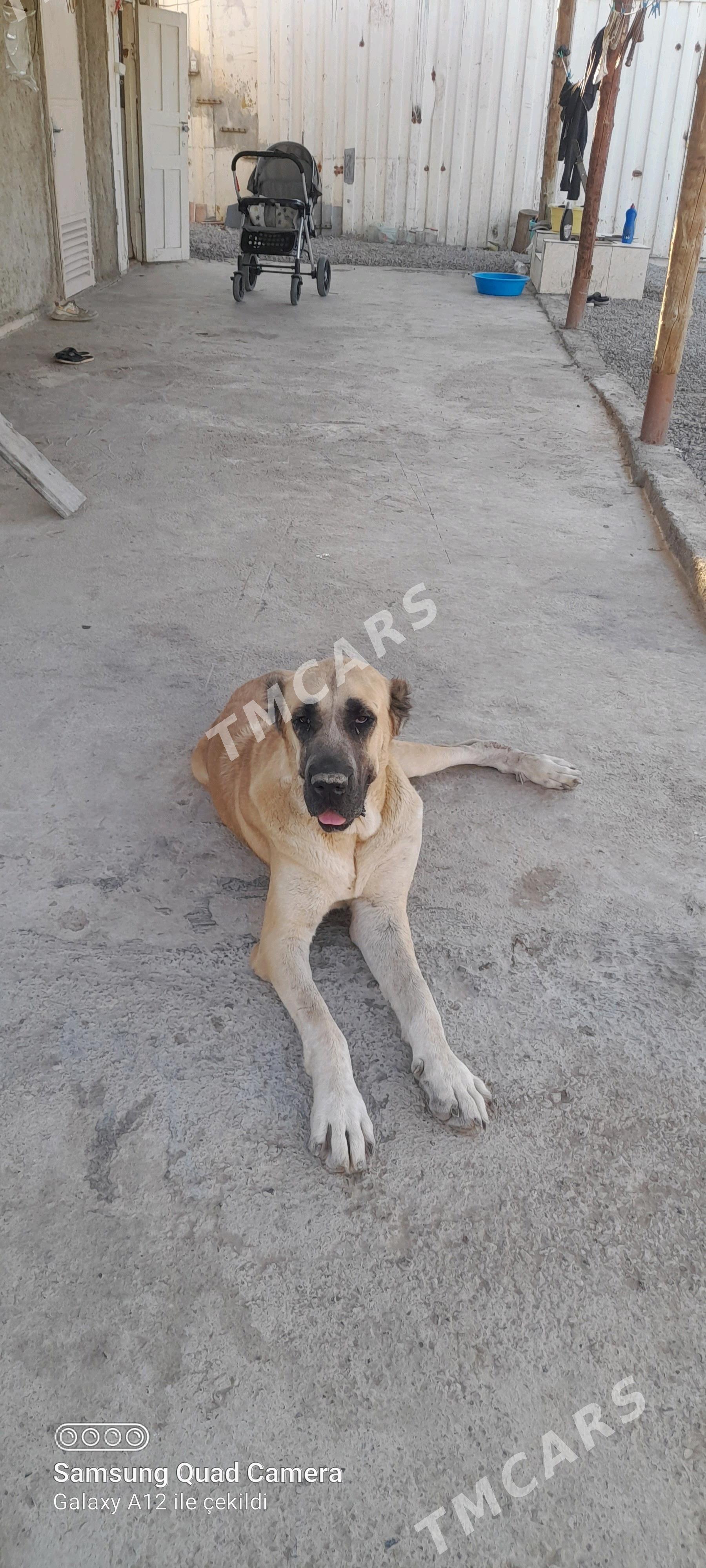 kangal - Бузмеин - img 2