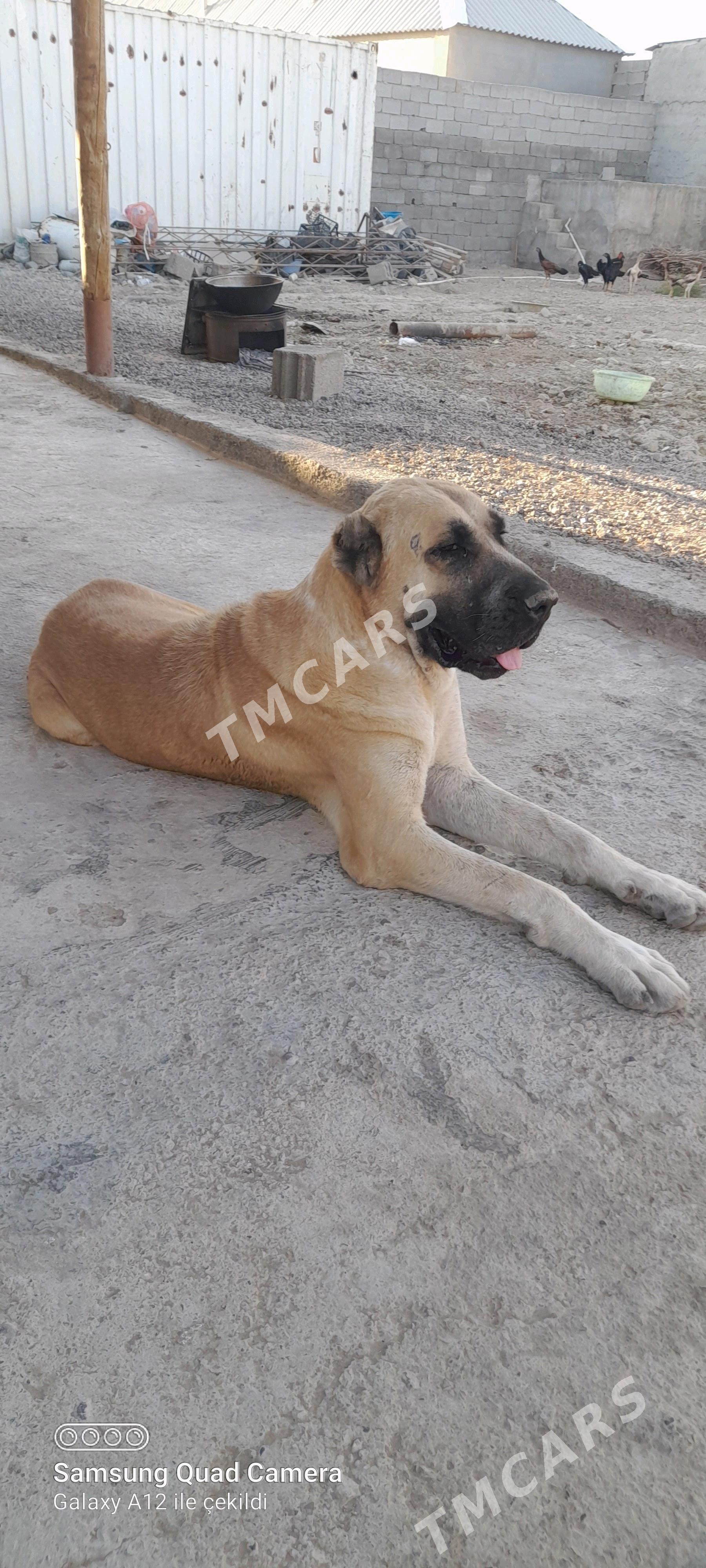 kangal - Бузмеин - img 3