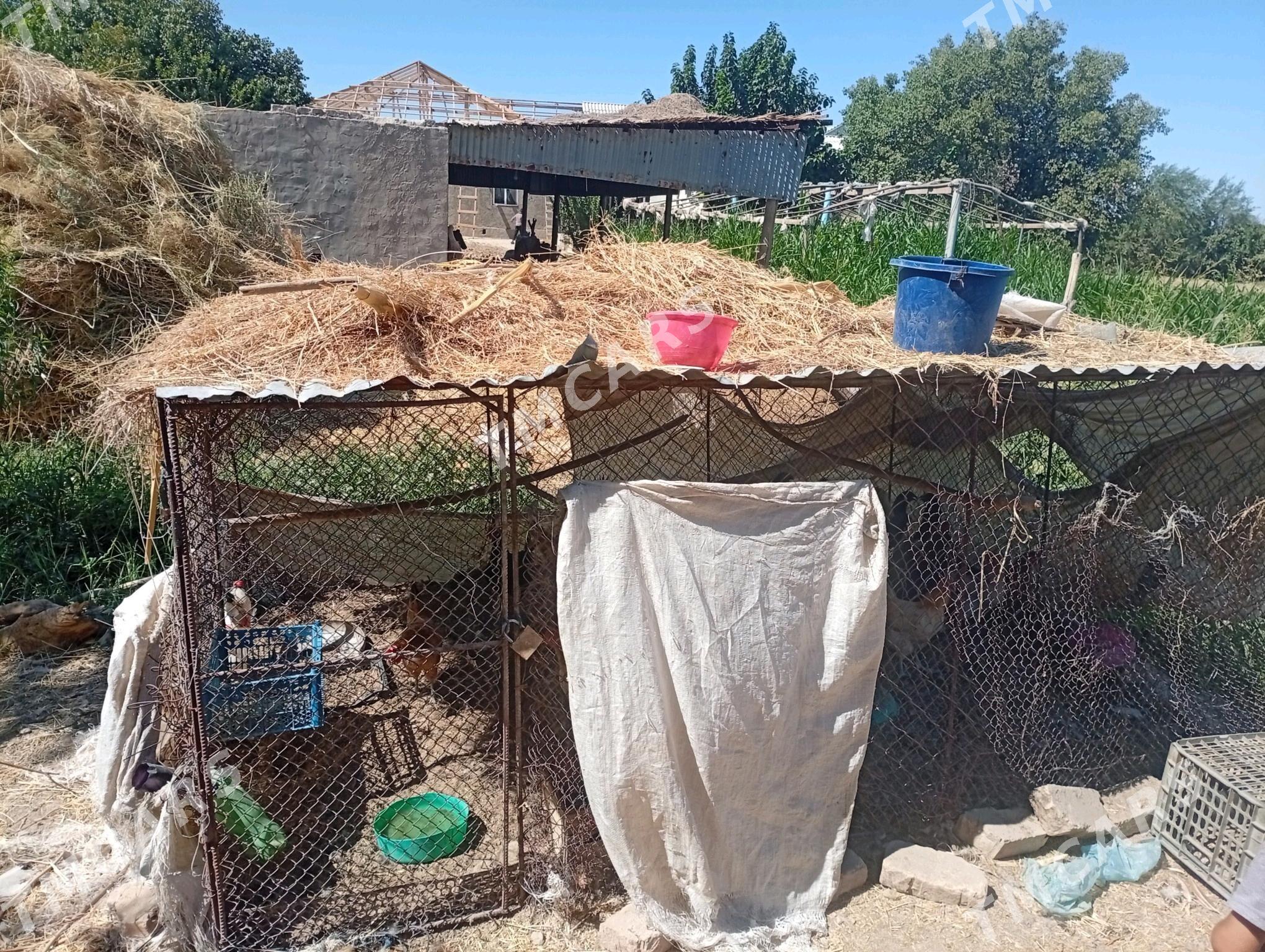 towuk ketek - Türkmengala - img 2