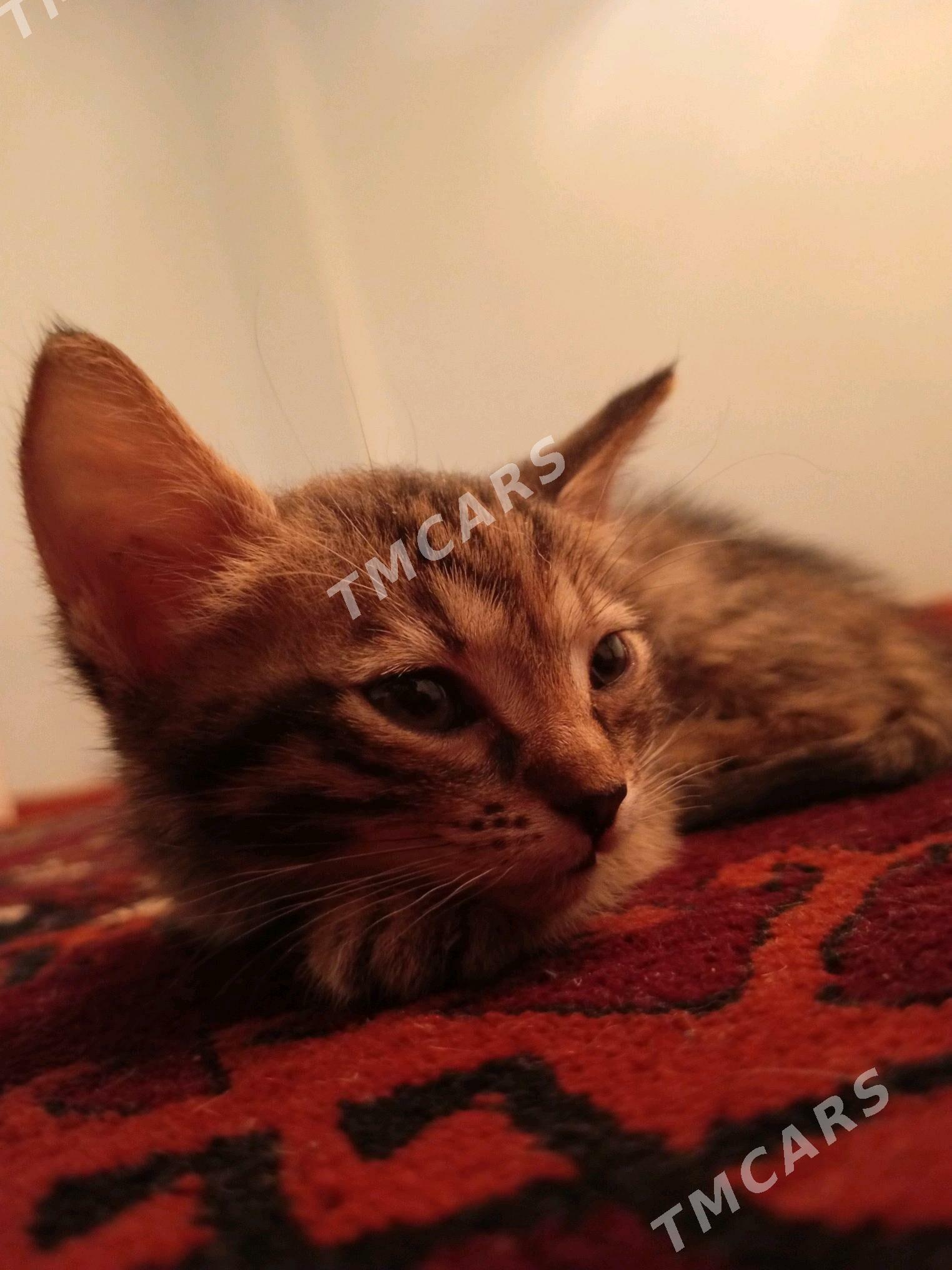 Pişijekler - Türkmenbaşy - img 2