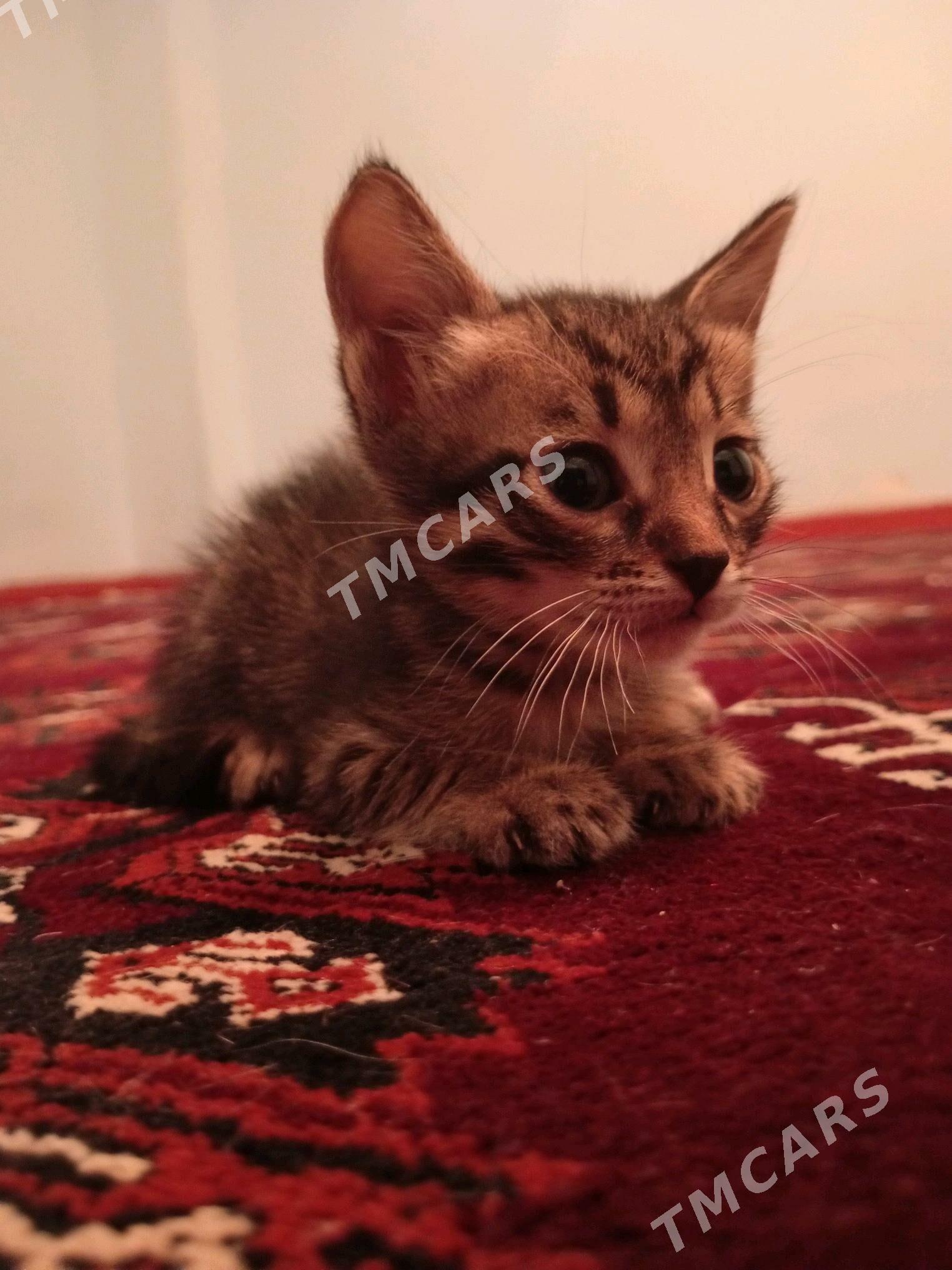 Pişijekler - Türkmenbaşy - img 3