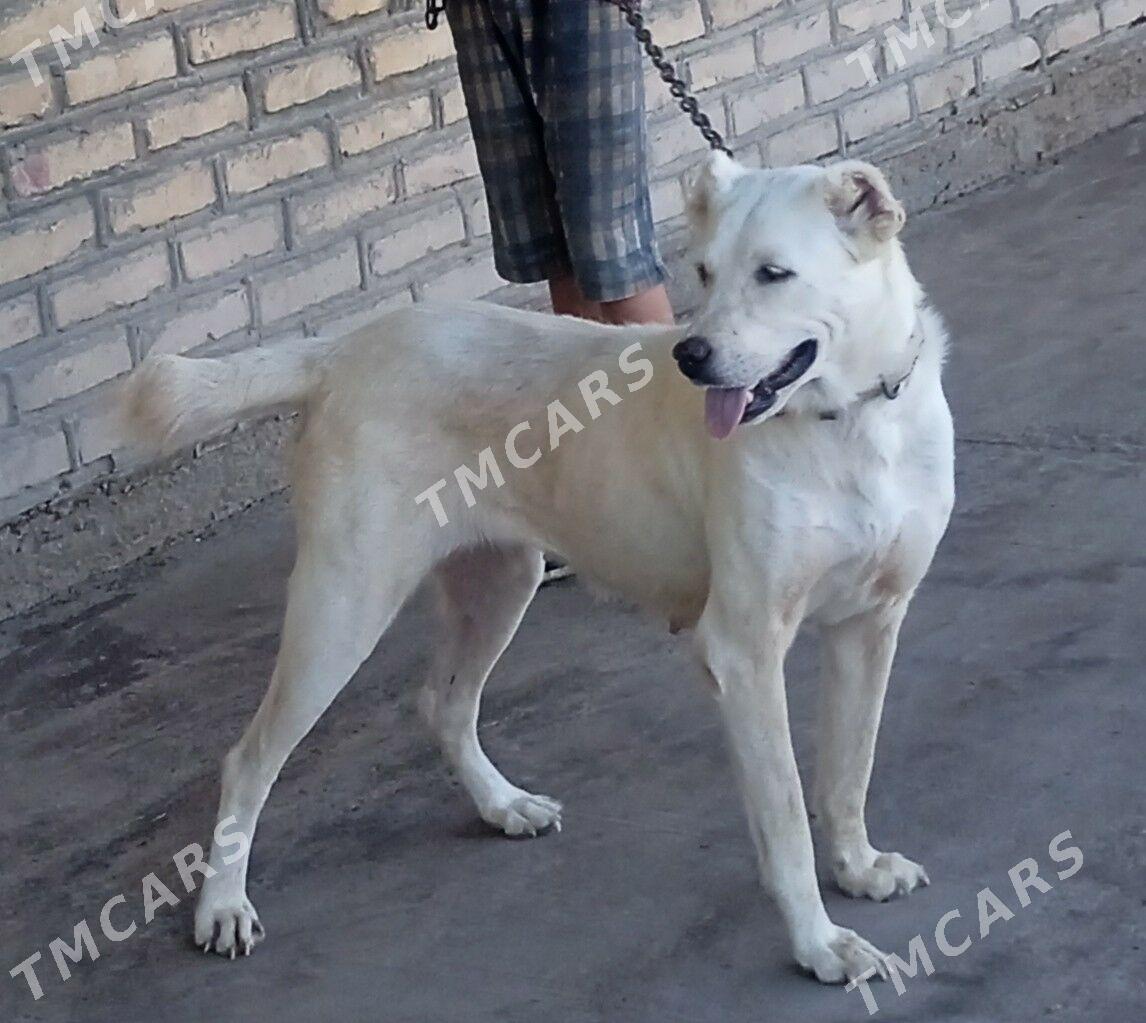 ak guš - Дашогуз - img 4