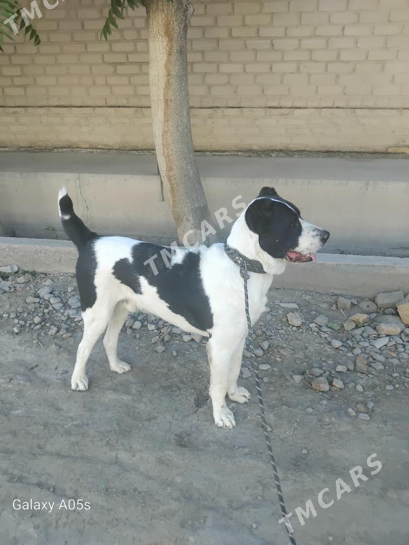 balu - Daşoguz - img 2