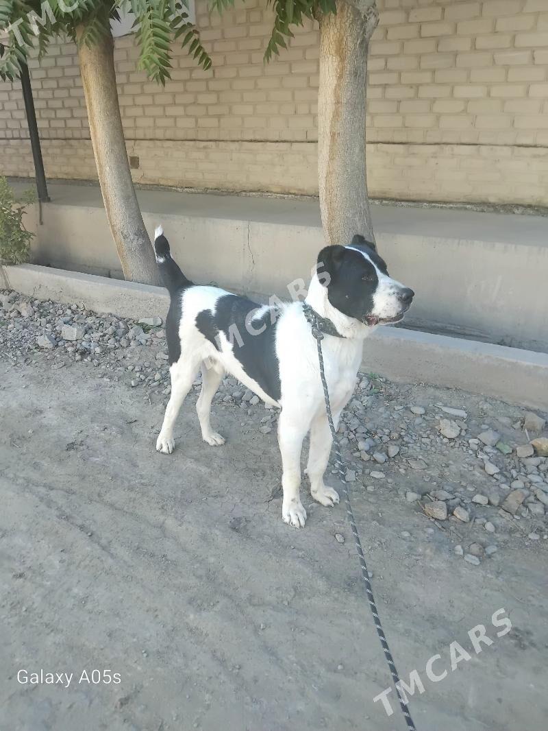 balu - Daşoguz - img 3