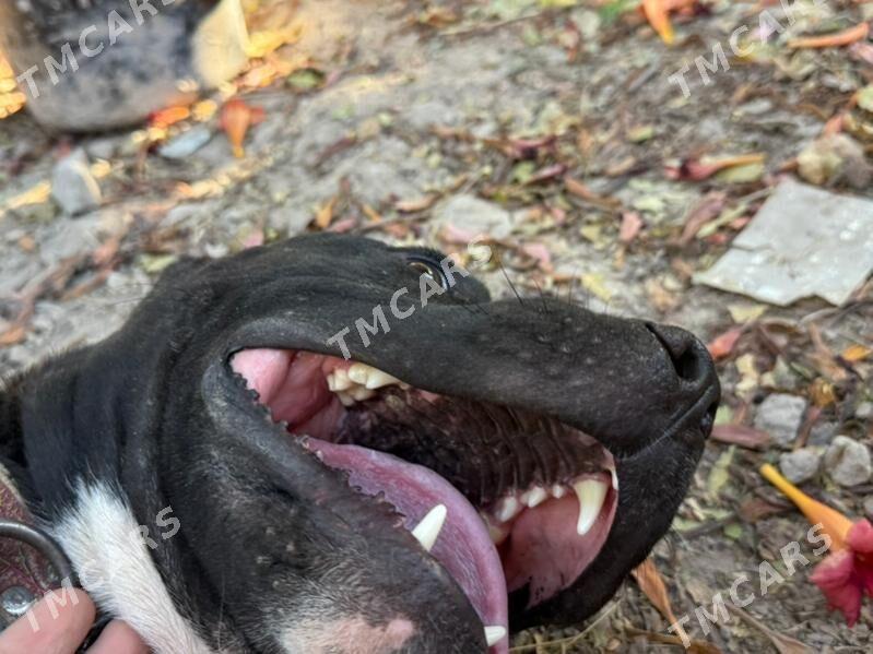 Pitbul - Türkmenabat - img 2