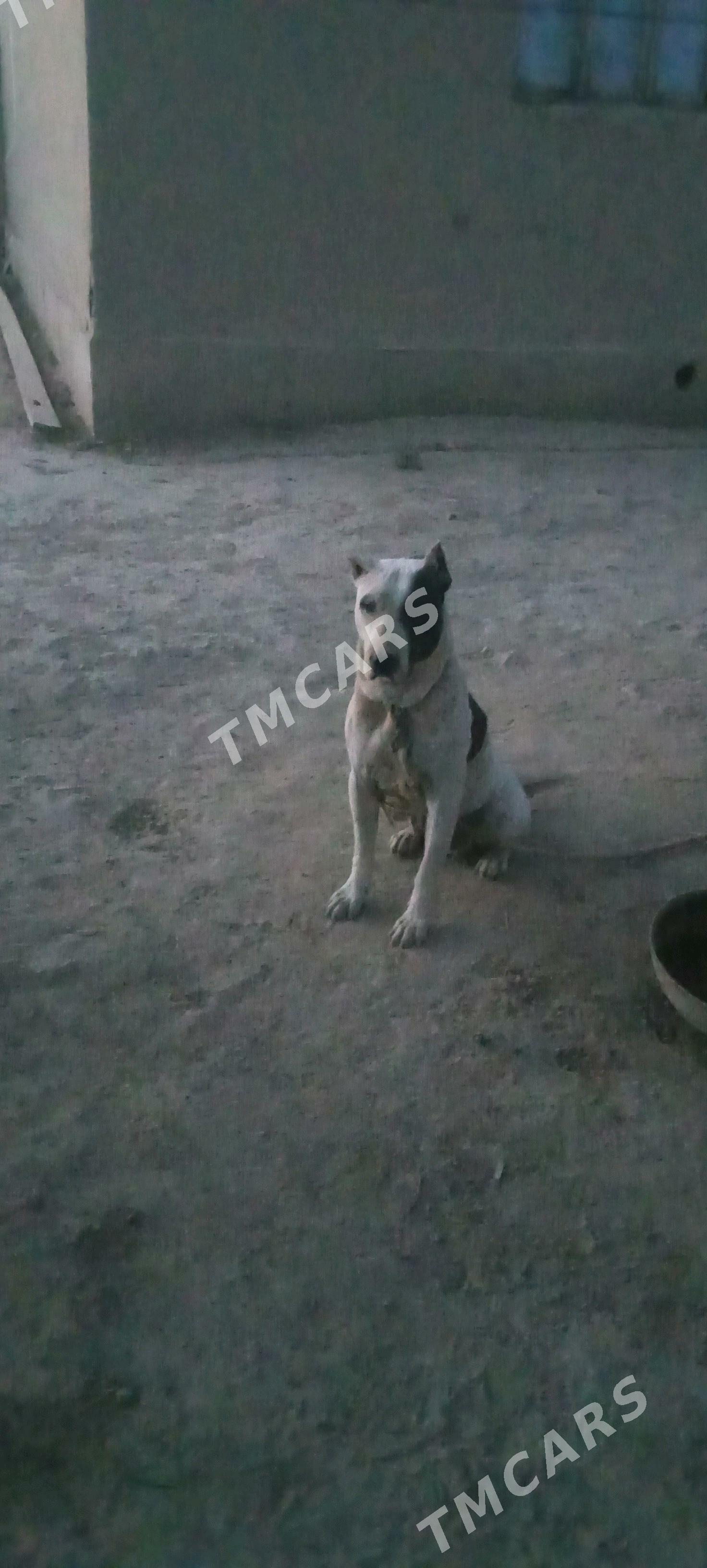Pitbul - Gubadag - img 2