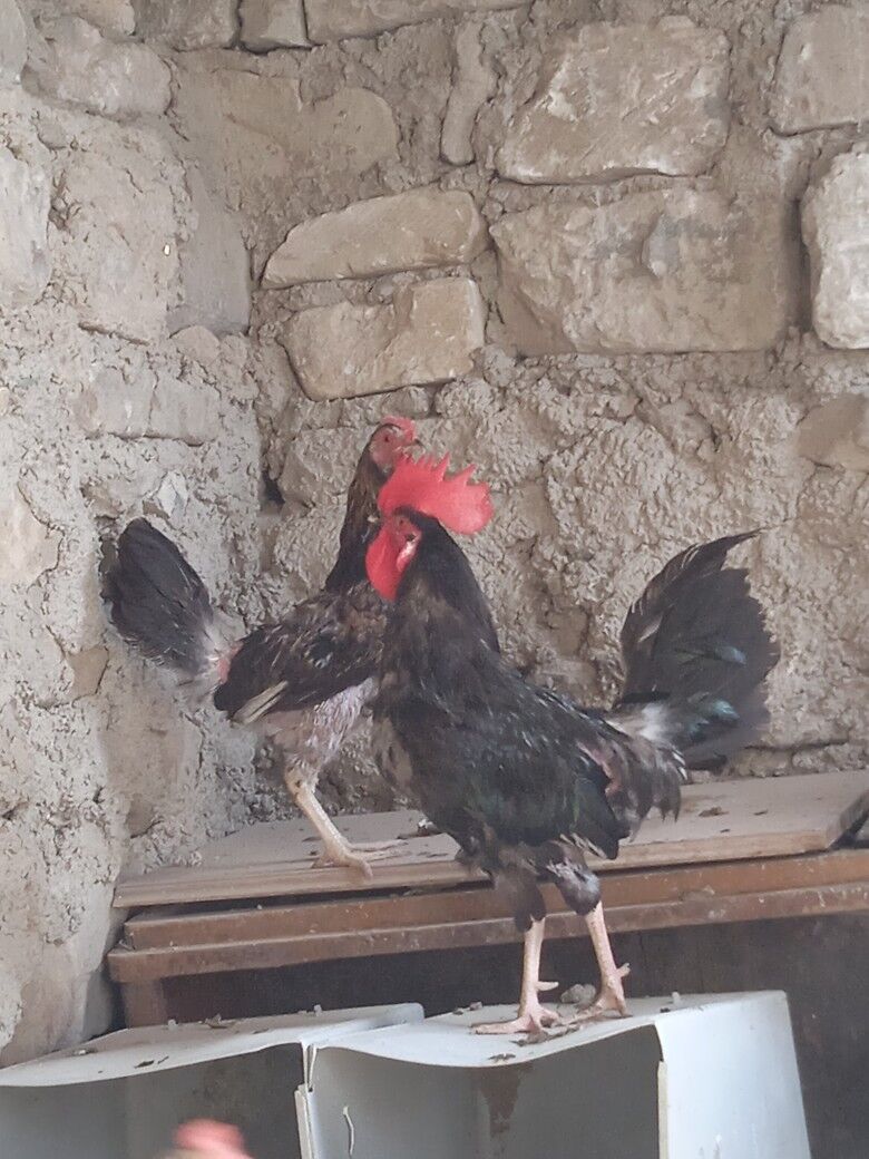 tawuk - Balkanabat - img 6