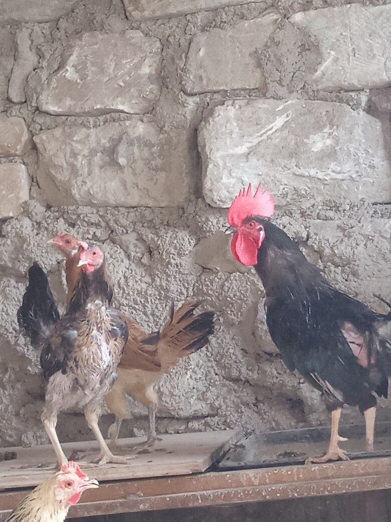 tawuk - Balkanabat - img 3