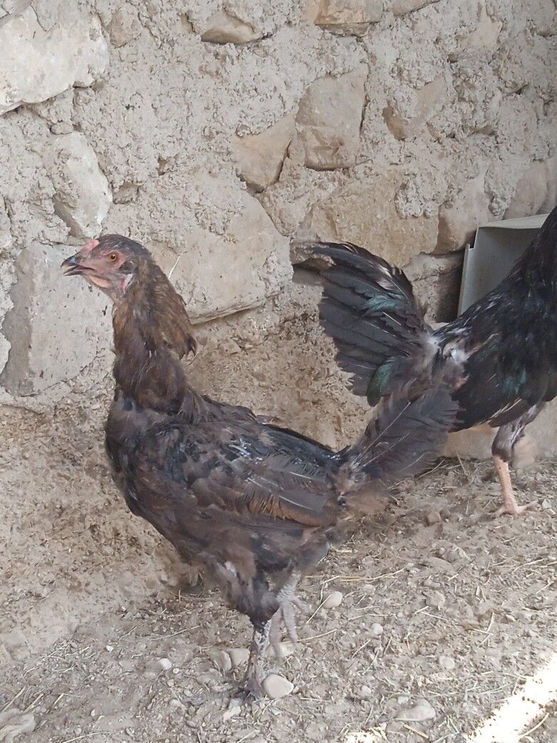 tawuk - Balkanabat - img 7