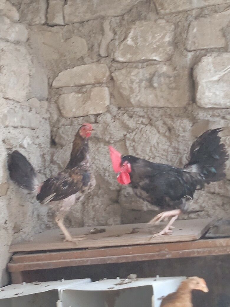 tawuk - Balkanabat - img 2