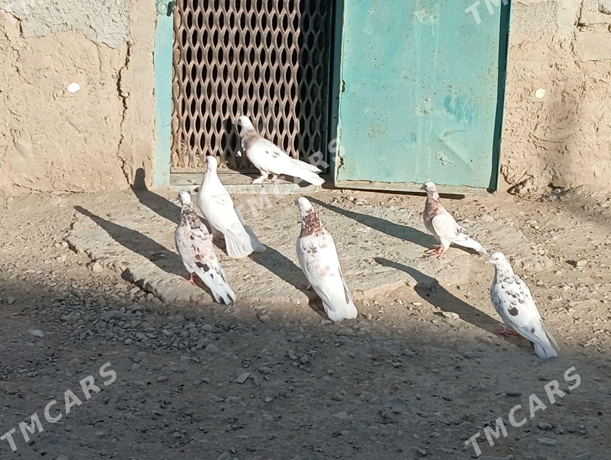 kepderi - Gumdag - img 7