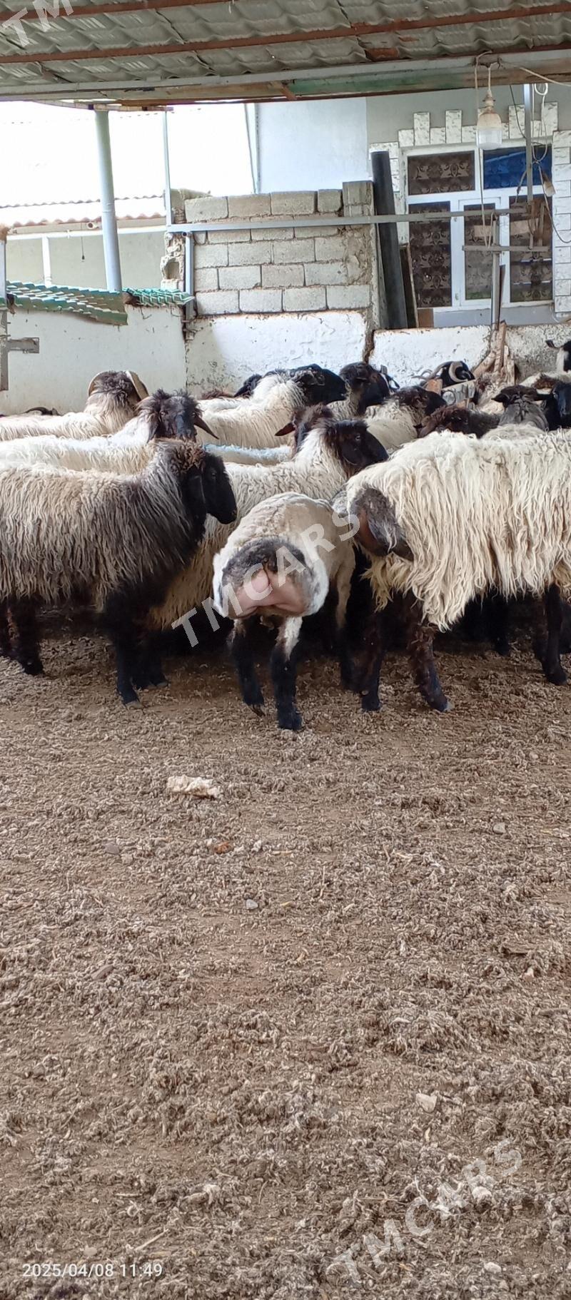 geçi goyunlar - Çoganly - img 2