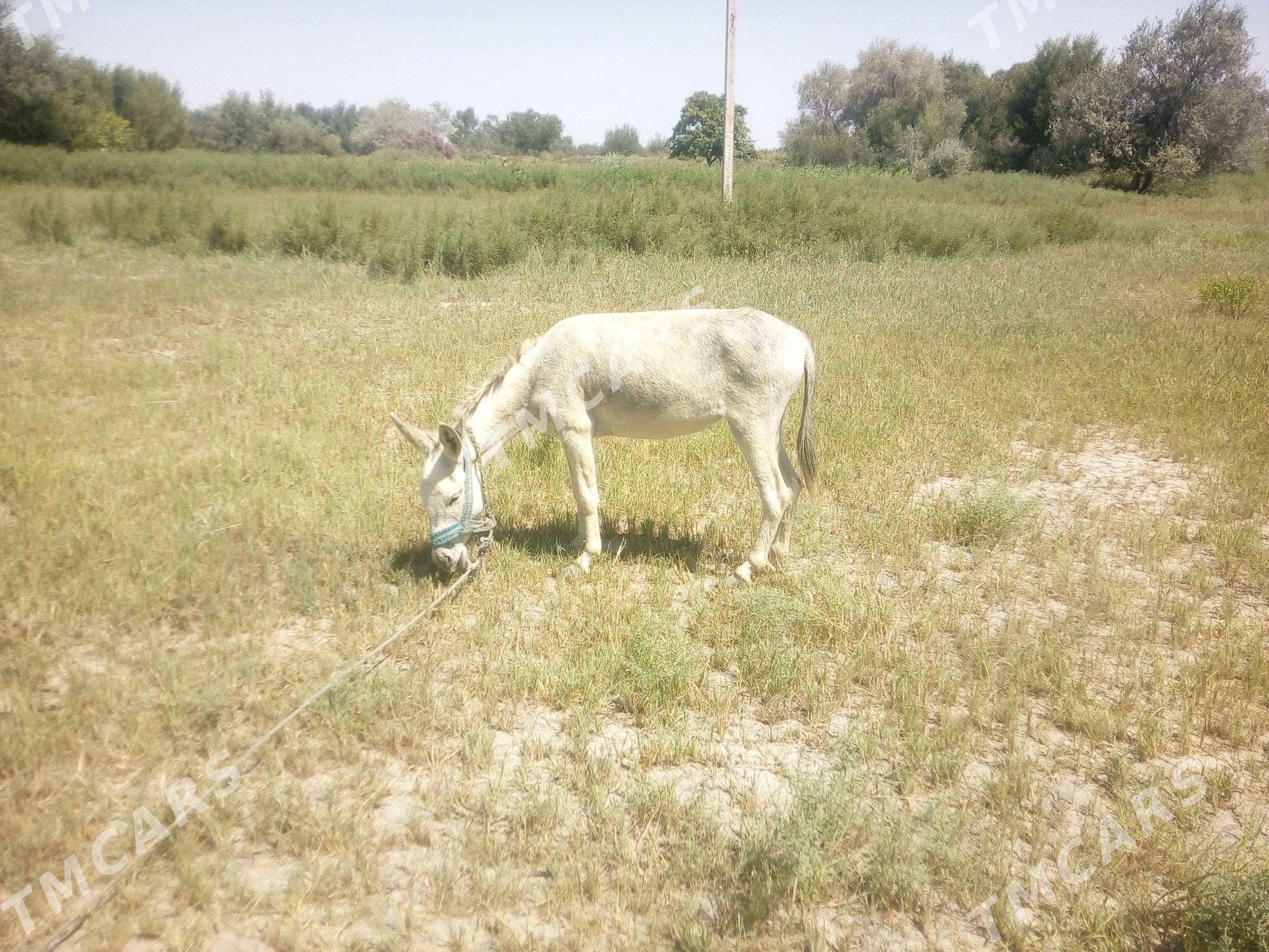 eşek - Губадаг - img 2