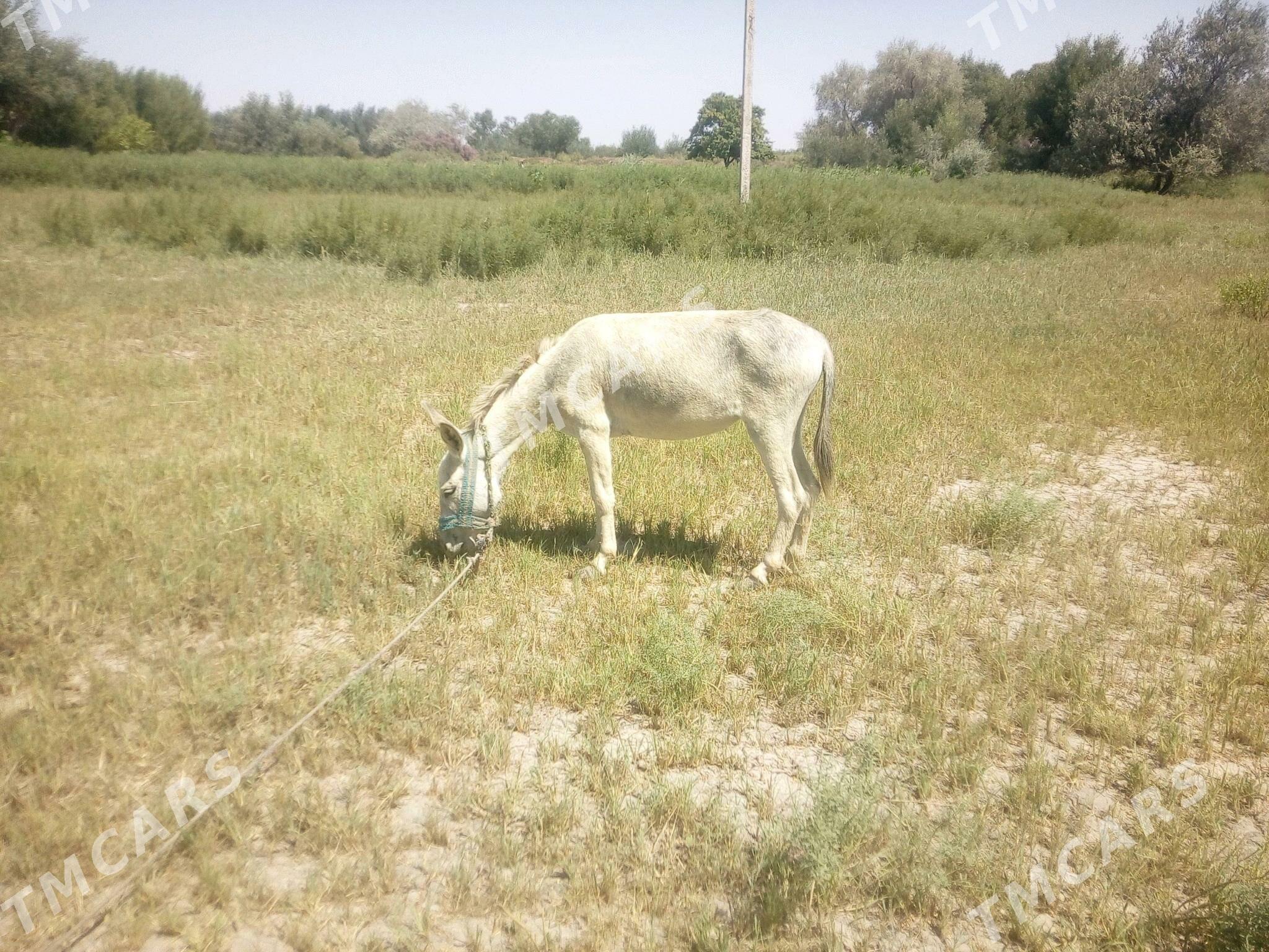eşek - Губадаг - img 1