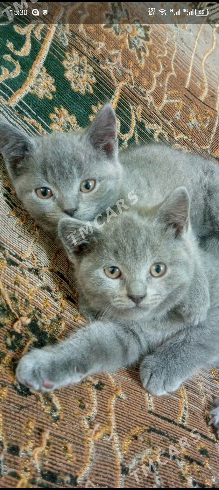 Котята - Türkmenabat - img 3