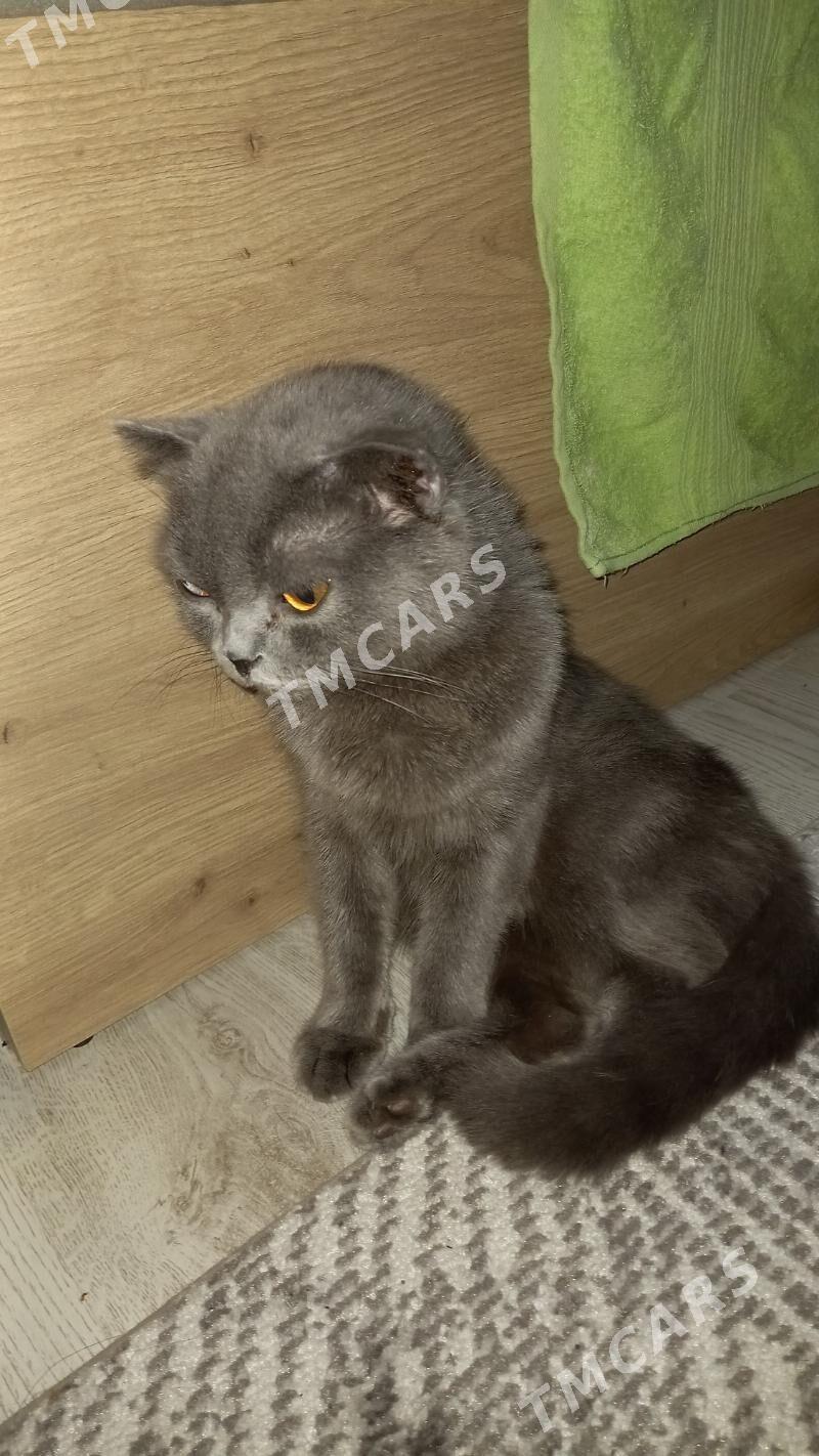 sotlanskiy wislouha - Daşoguz - img 2